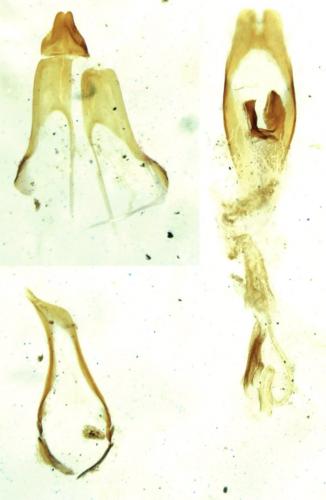 Olibrus bicolor